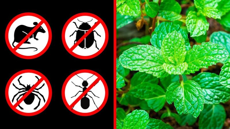 5 Plants that keep spiders, cockroaches, ants, mosquitoes, mice (and more) away