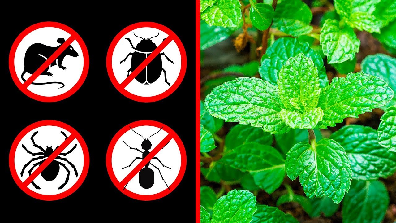 5 Plants that keep spiders, cockroaches, ants, mosquitoes, mice (and more) away