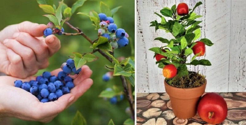 7 Dwarf fruit trees you can grow in pots (small space, no problem)