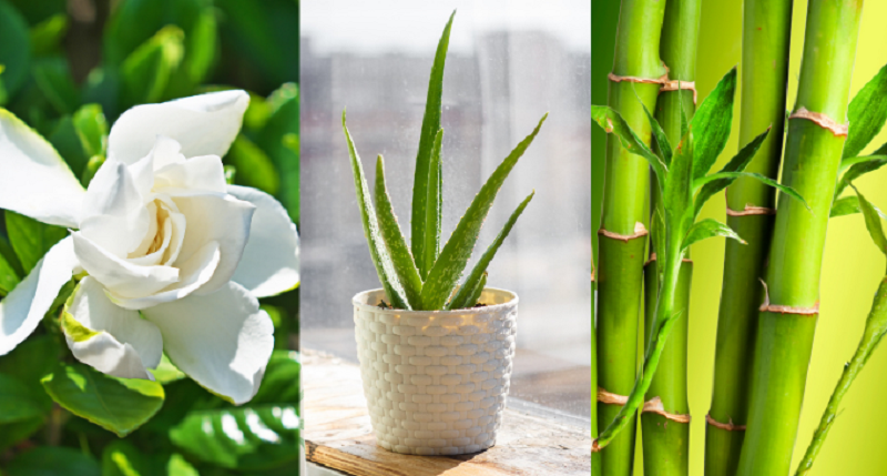 7 Plants good for your bedroom (ward off nightmares)