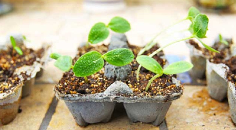 Great 9 uses of the egg carton