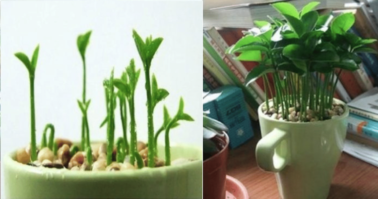 How to Plant Lemon in a Mug to Perfume your Home