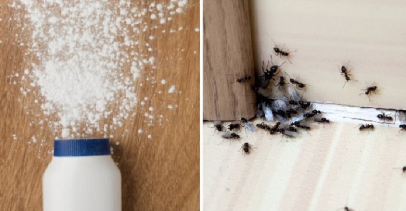 3 Hidden Uses of Baby Powder – very useful