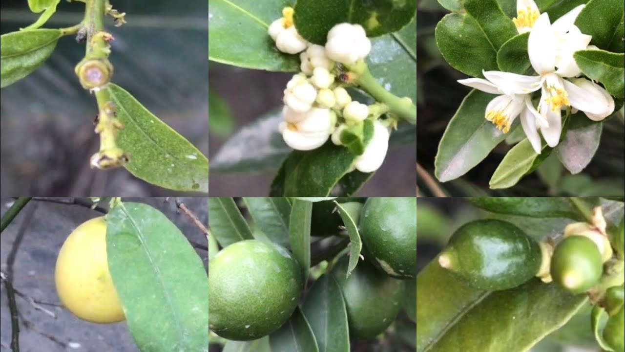 How to plant lemon in a pot – perfume and decorate your home