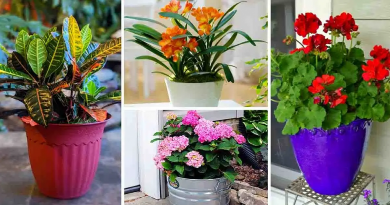 13 beautiful plants to have at home in 2022