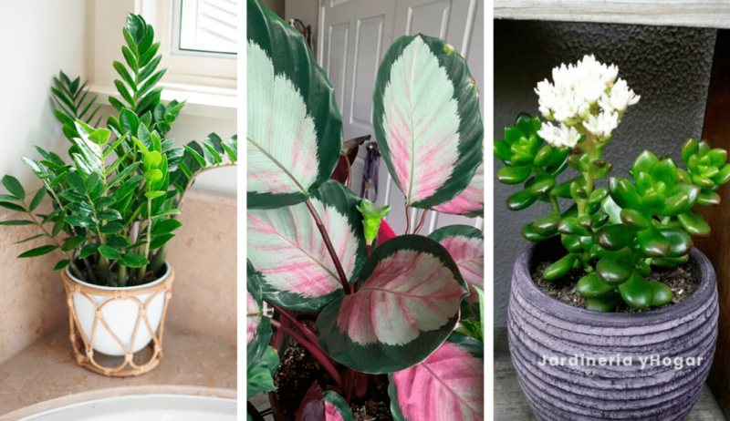 8 Plants to have in a small bathroom with little lighting