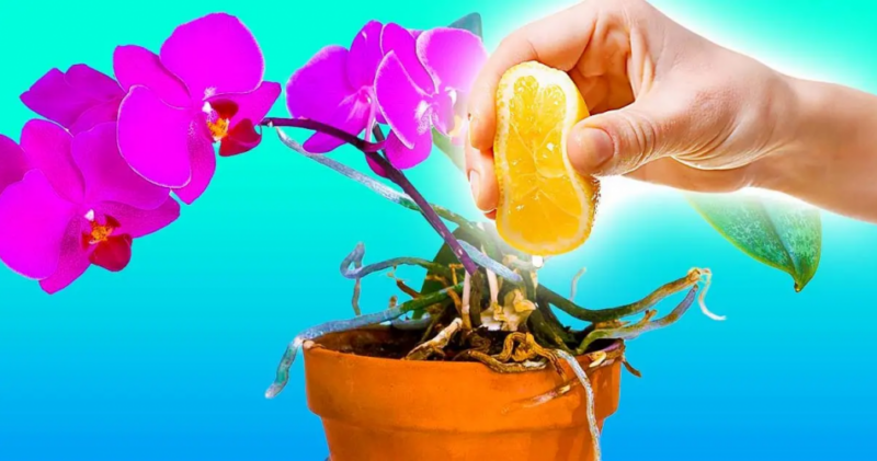 Why orchids need to be watered with lemon juice
