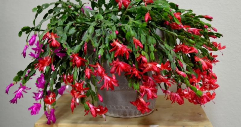 Christmas Cactus: How to grow and maintain it so that it lasts a long time