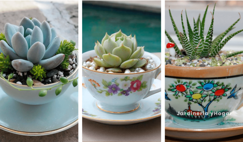 12 Plants you can grow in a cup