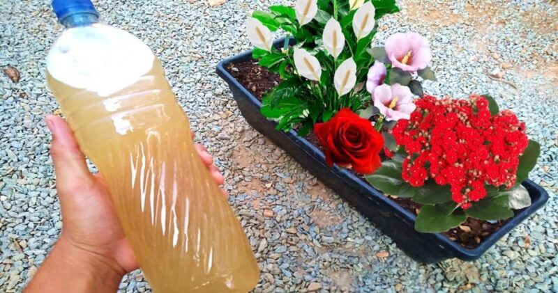 4 Tricks for your plants to bloom all year round and prevent them from rotting