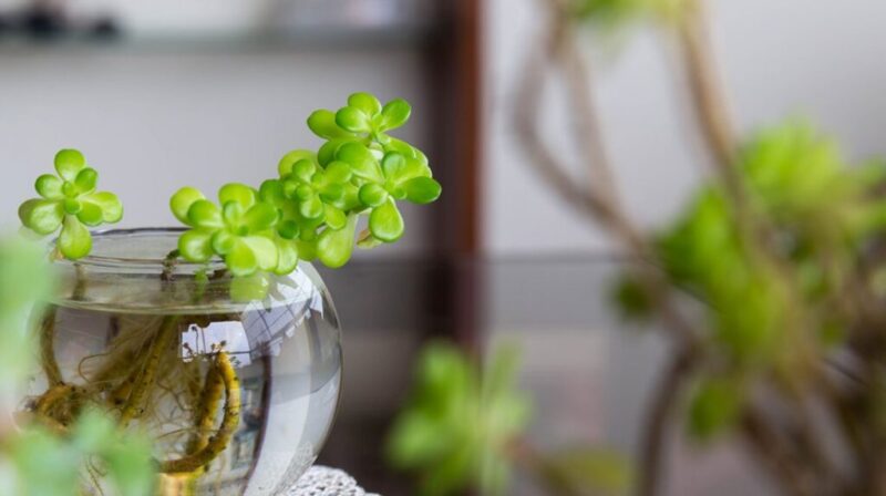 How to care for and reproduce a tree of abundance in water