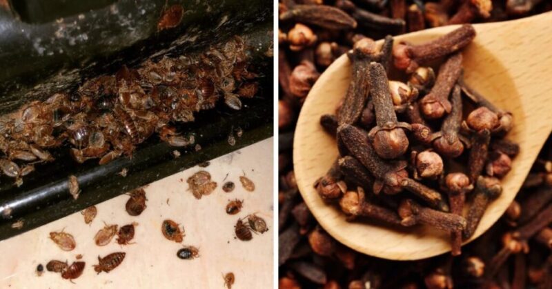 How to eliminate bed bugs – Powerful mix with cloves