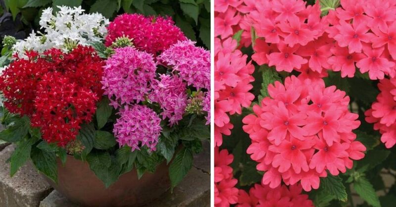 4 Plants that will give flowers all year round