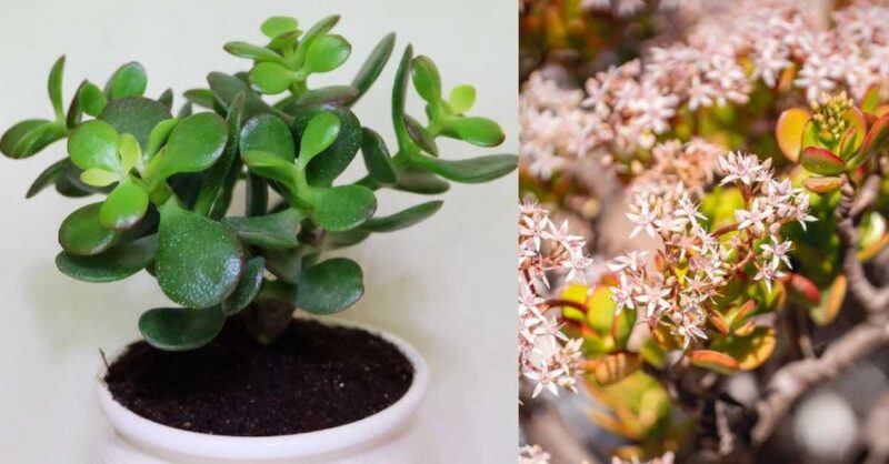 How to make a Jade Plant bloom to attract luck to your home