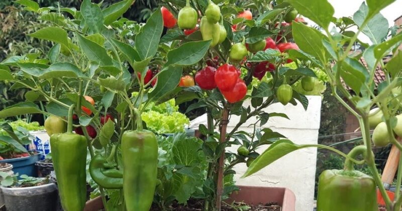 13 Vegetables you can grow in a pot