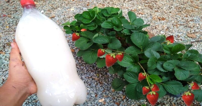 Natural trick to accelerate plant growth and keep pests away