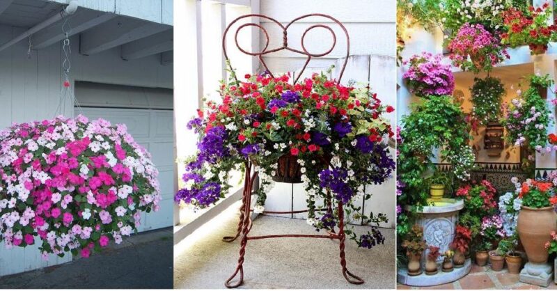 7 Beautiful Flowering Hanging Plant Ideas to Decorate Your Home