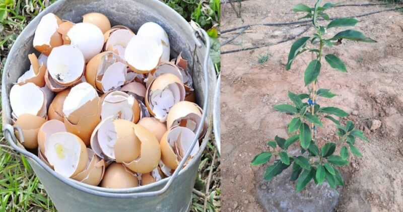 11 Home and Garden Uses for Eggshells
