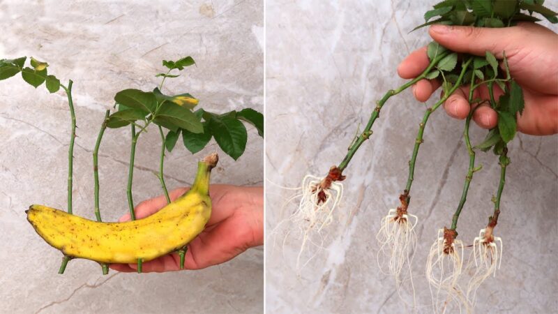 How to easily grow roses from cuttings in banana