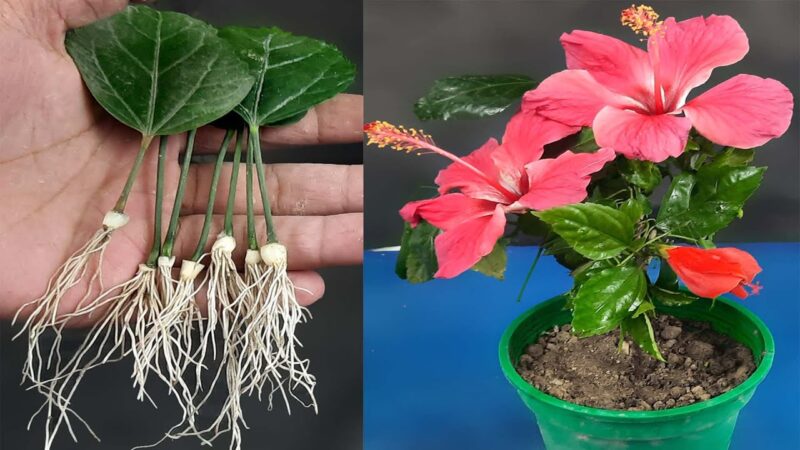 Grow Hibiscus From a Leaf – New Method(5 easy and quick steps)