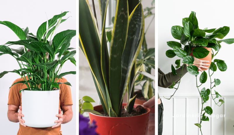 7 Indoor Plants That Eliminate Dust and Allergies
