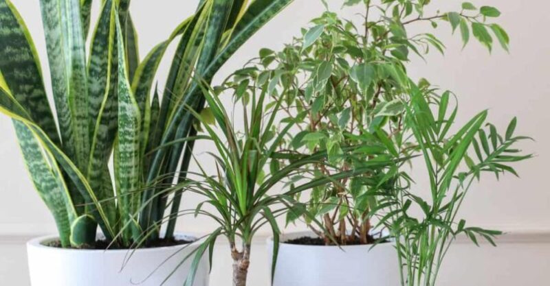 5 Ideal Plants for the Bedroom: Sleep better and relax