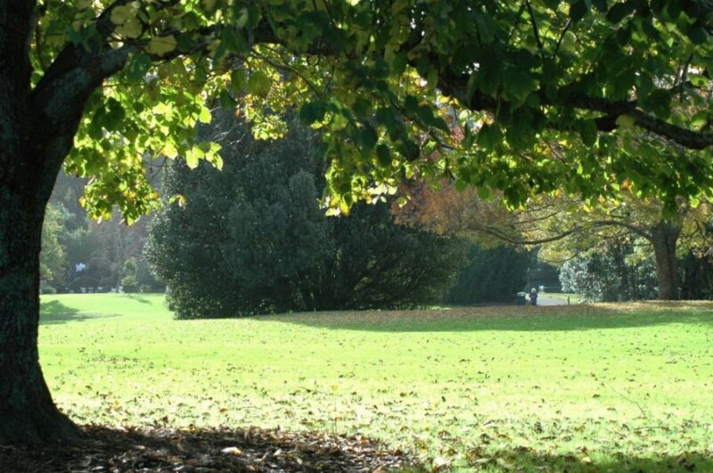 Trees with few roots and lots of shade (for small gardens)