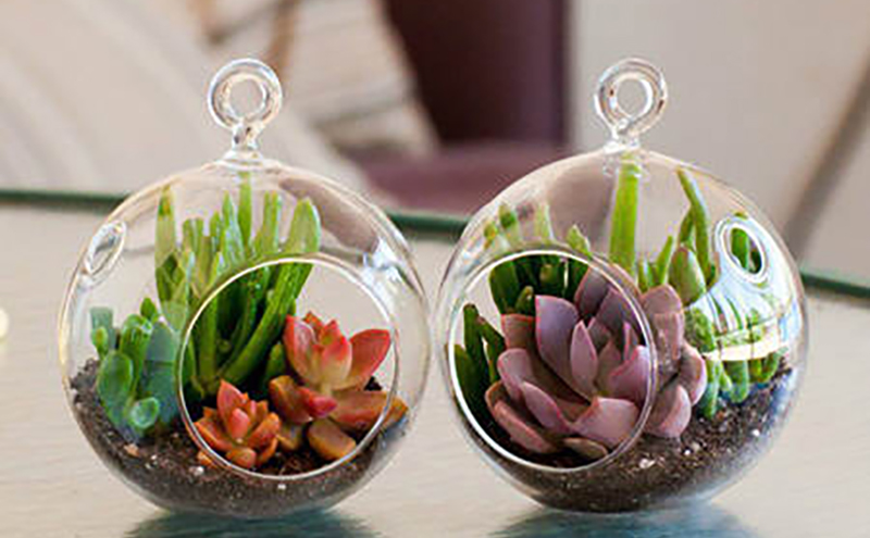 8 ideas of decorations with succulents that you may not have thought of what you can do. They are fantastic!