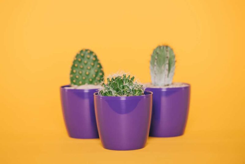 5 good reasons to have a cactus at home