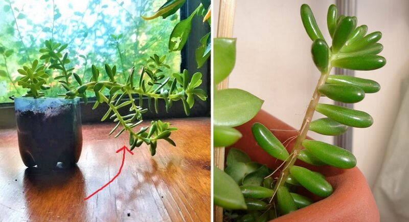 Why succulents stretch and how to keep them from losing shape