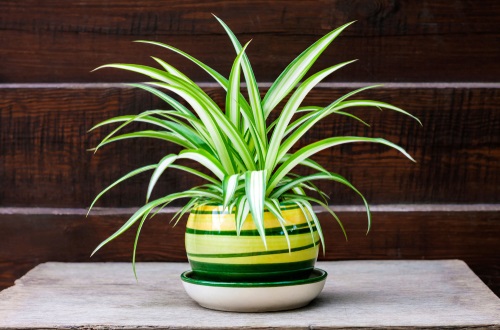 chlorophytum,comosum,(also,known,spider,plant,,airplane,plant,,st.,bernard's