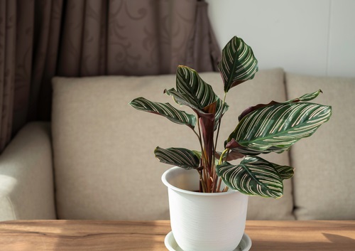 calathea,ornata,or,calathea,pinstripe,or,pinstripe,plant,is,indoor