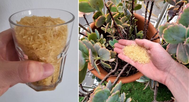 How to use rice grains for your plants to make them grow strong
