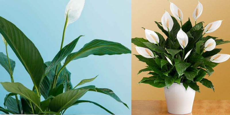 How to take care of Peace Lily: check out essential tips for you to follow