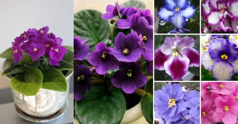 How to make the African violet bloom all year round and its care