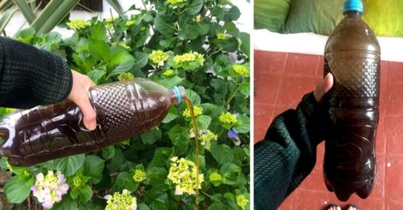 Use it on your plants and they will grow faster (Revitalizing homemade fertilizer)