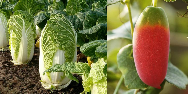 11 Asian vegetables that you can grow in your garden