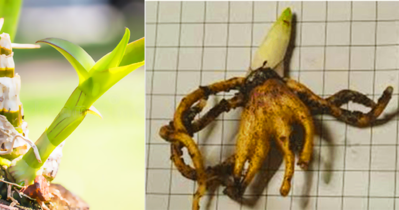 How to make an orchid seedling by the rhizome (best method to do it at home)
