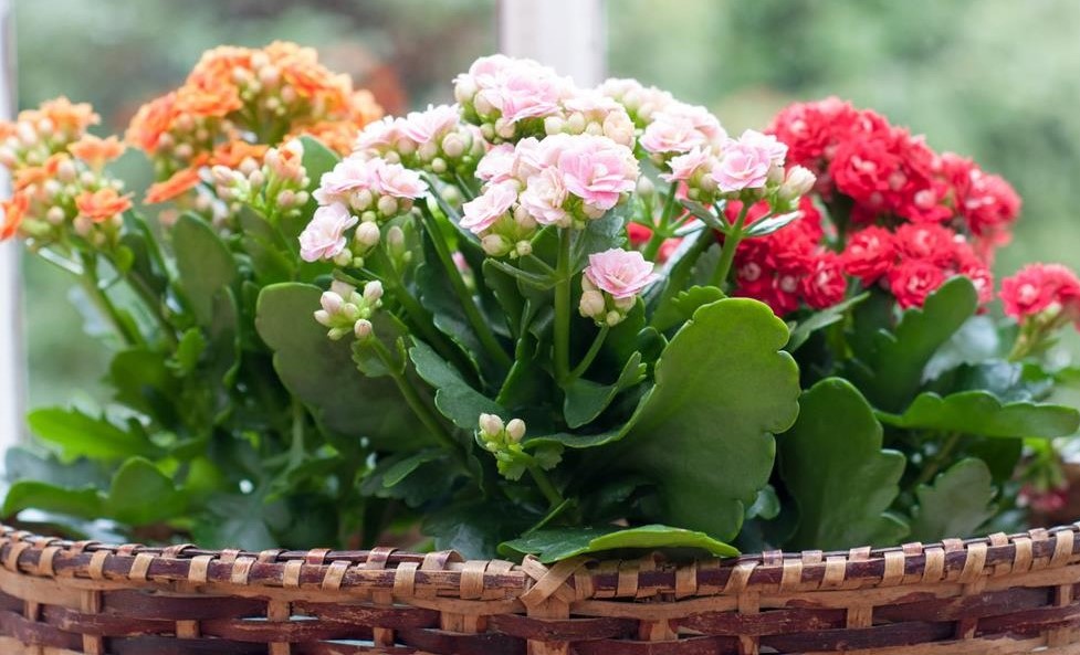 beautiful kalanchoe calandiva flowers on window sill