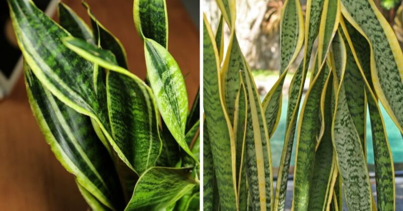 Why do the leaves of a sansevieria “roll” and how to fix it