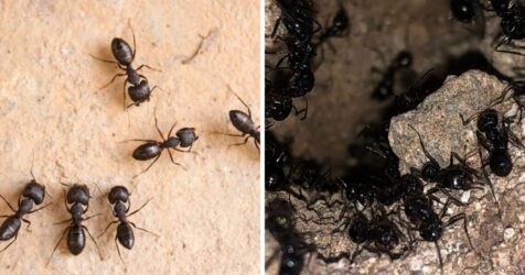How to prevent ants from digging holes in your home