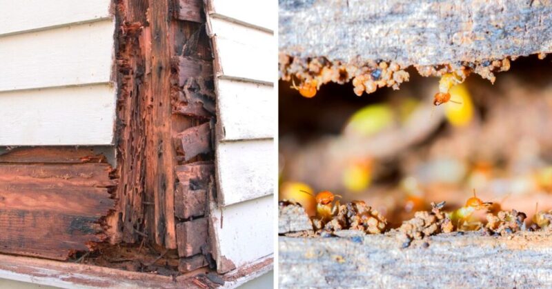 How to get rid of termites: 3 infallible tricks