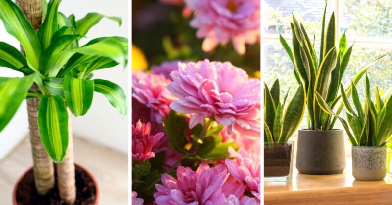 7 indoor plants that eliminate bad odors from your home