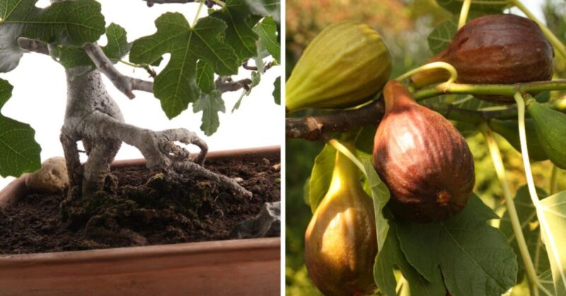 Tricks to have a fig tree at home