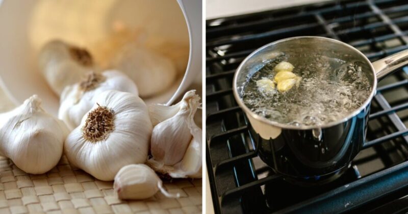 Garlic water for plants: prepare this infusion to keep pests away