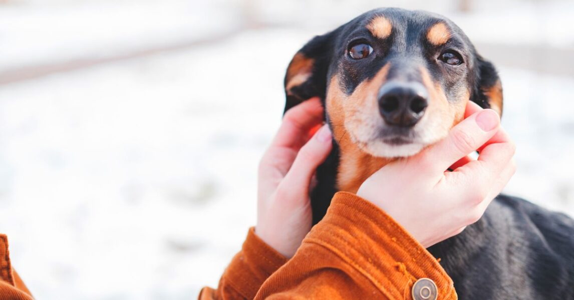 Where to pet your dog to calm down when stressed