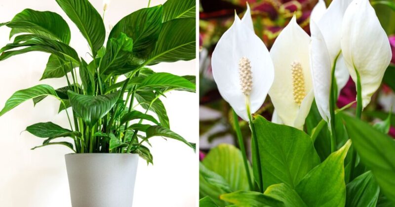 3 special fertilizers to have a radiant Peace Lily