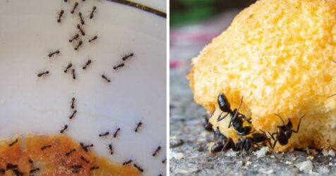 How to prevent ants from entering your home: 9 infallible tricks