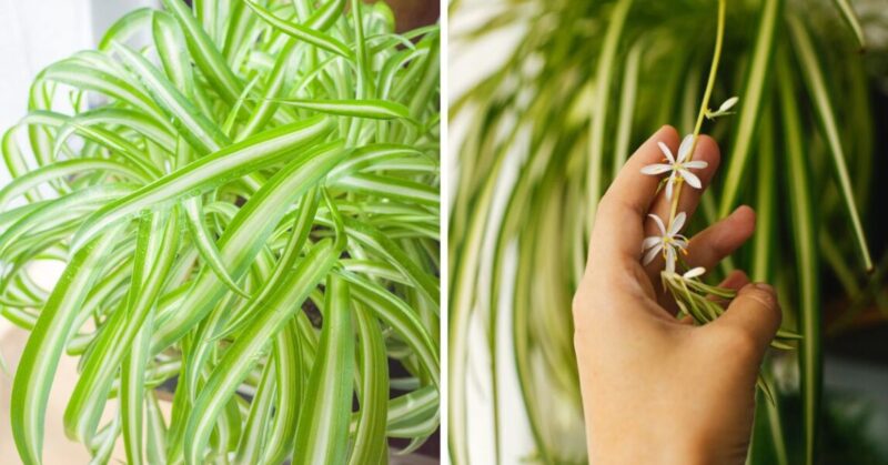 How to make the spider-plant bloom
