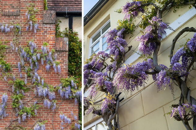 wisteria with purple flowers on the facade of the building. climbing vine, natural home decoration.